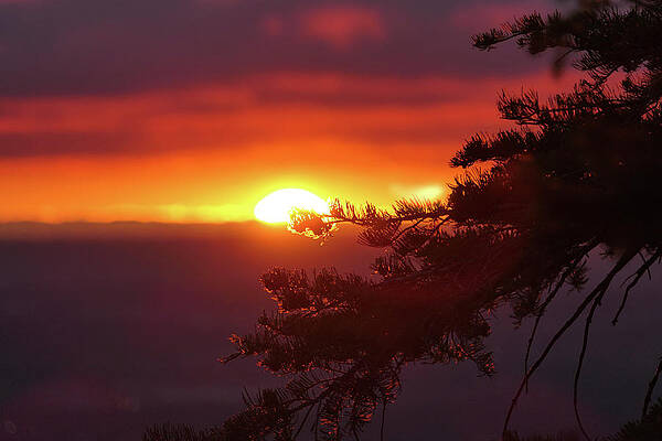 Sunrise gold sundrop by Sunniye Buesing