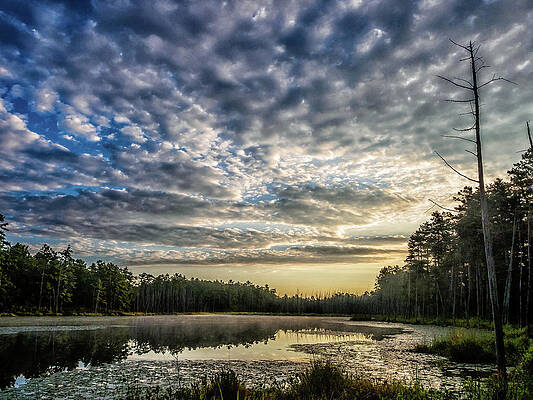 Sunrise Wall Art featuring the photograph Sunrise In The Pine Lands by Louis Dallara