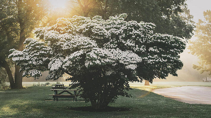 Sunrise Wall Art featuring the photograph Sunrise Over A Dogwood by Jason Fink