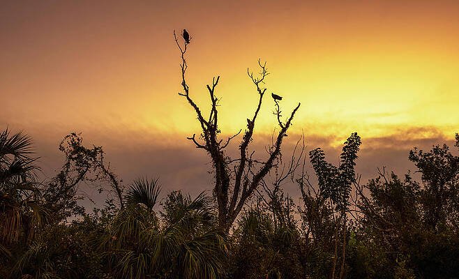 Sky Photograph - Sunrise Over A Tree With Vultures Sitting On Top In Everglades National Park by Miroslav Liska