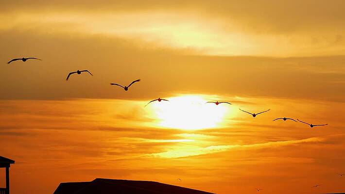 Sunrise Photograph - Sunrise Pelicans by Brian Hare