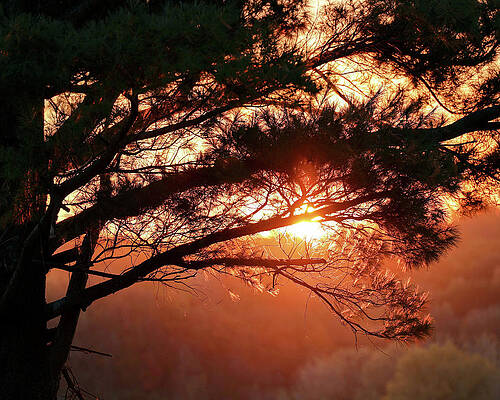 Photograph - Sunrise by Robert Allen Hill