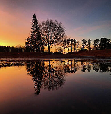 Southern Wall Art featuring the photograph Sunrise Silhouettes by Greg Lane
