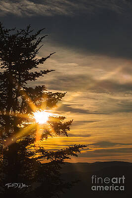 Sunrise Photograph - Sunrise Through The Smoky Mountain Pines by Theresa D Williams Smoky Mountains