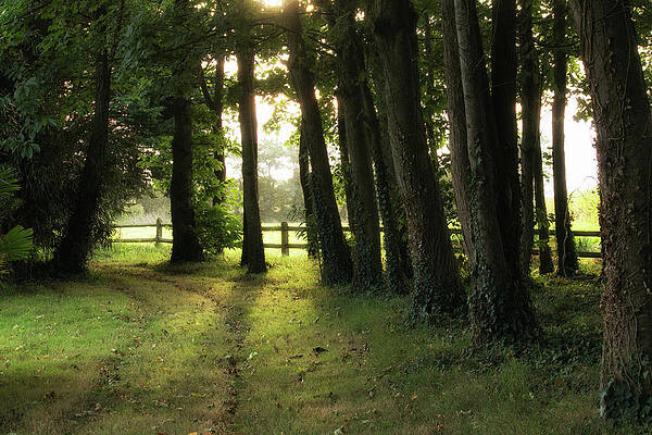 Wall Art featuring the photograph Sunrise Through The Trees by Lisa Chorny