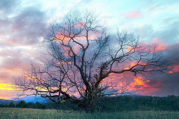 Sunrise Photograph - Sunrise Tree by Theresa D Williams Smoky Mountains