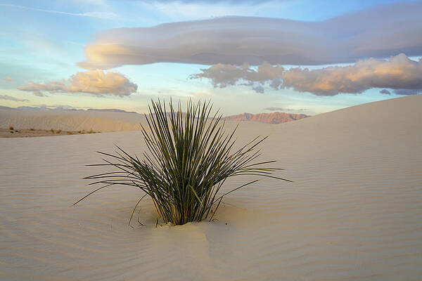 Wall Art featuring the photograph Sunrise Yucca by Sunniye Buesing