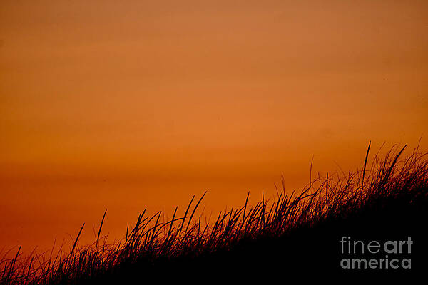 Wall Art featuring the photograph Sunset  Black Grass by Debra Banks