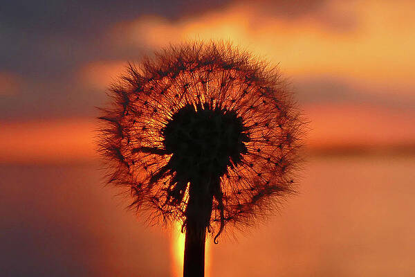 Sunrise Photograph - Sunset Dandelion by Brian Hare