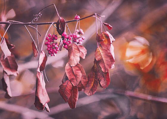 Wall Art featuring the photograph Sunset Downs by Gian Smith