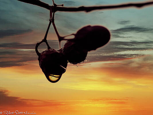 Wall Art featuring the photograph Sunset Droplet by Robert Niemeier