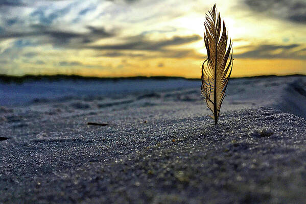 Southern Wall Art featuring the photograph Sunset Feather by Greg Lane