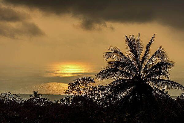 Tree Wall Art featuring the photograph Sunset Glow by Diane Moller