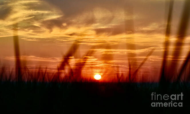 Wall Art featuring the photograph Sunset Grass Ablaze by Debra Banks
