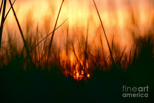 Wall Art featuring the photograph Sunset Grass Aflame by Debra Banks