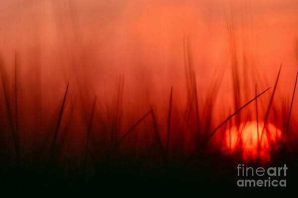 Wall Art featuring the photograph Sunset Grass Afterglow by Debra Banks