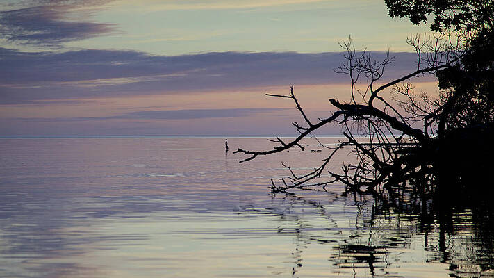 Florida Wall Art featuring the photograph Sunset In The Everglades by Alberto Audisio