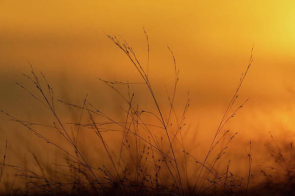 Beautiful Photograph - Sunset In The Weeds by Jason Fink
