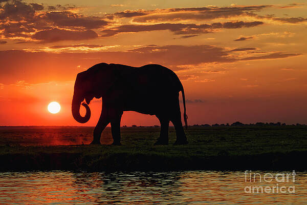 Elephant Silhouette at Sunset Photograph