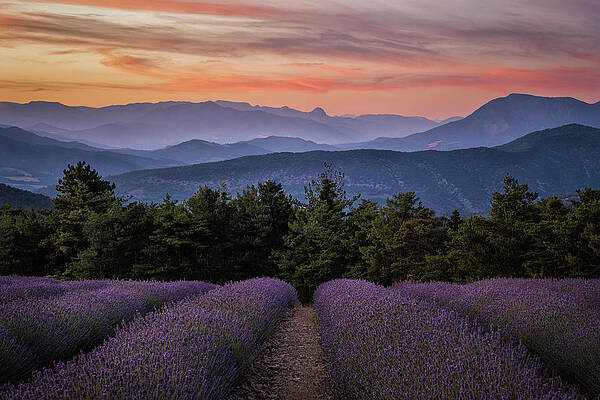 Photograph - Sunset Over Lavender Field Provence France by Charnwood Photography Fine Art