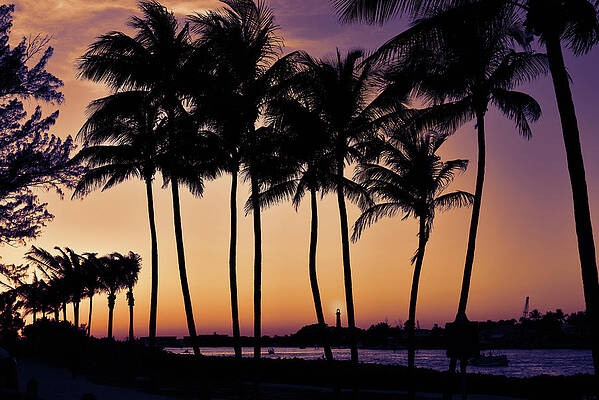 Moody Wall Art featuring the photograph Sunset Palms At Jupiter Inlet by Laura Fasulo