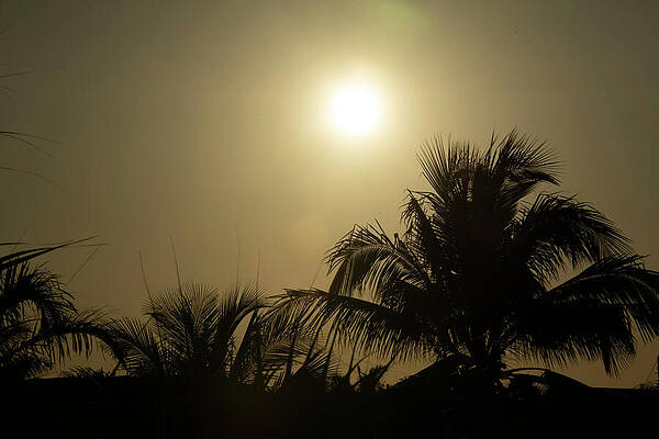 Serene Wall Art featuring the photograph Sunset Palms by Vi Ray
