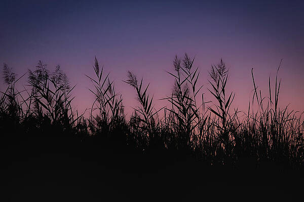 Wall Art featuring the photograph Sunset Silhouette by Dodie Ross