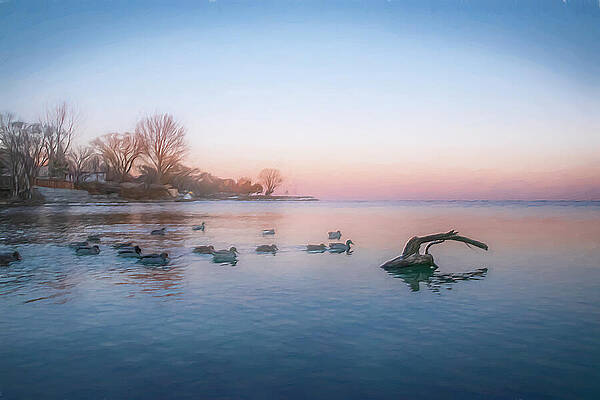 Sunset Wall Art featuring the digital art Sunset Swim In Lake Ontario, Painting Effect by John Twynam
