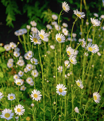 Sunshine and Daisies. by Carl Prothman