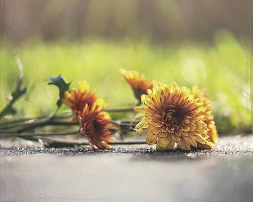 Wall Art featuring the photograph Sunshine And Smiles by Dodie Ross