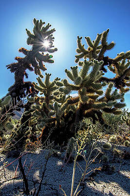 California Wall Art featuring the photograph Sunshine Cactus by Diane Moller