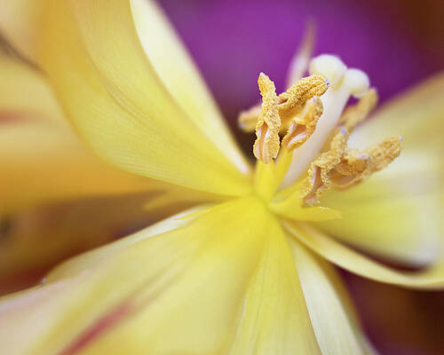 Yellow Wall Art featuring the photograph Sunshine Glow by Elvira Peretsman