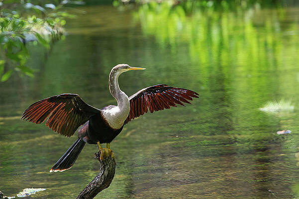 Wall Art featuring the photograph Sunshine On My Wings by Gina Fitzhugh