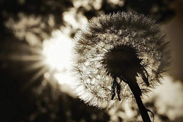 Summer Wall Art featuring the photograph Sunshine by Ursula Abresch