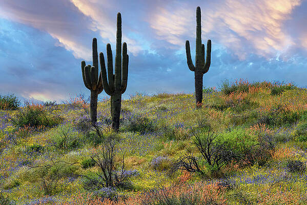 Arizona Photograph - Superbloom After The Fire by Matt Halvorson