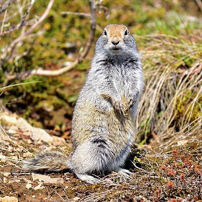Alaska Photograph - Arctic Ground Squirrel - Denali, Alaska by KJ Swan