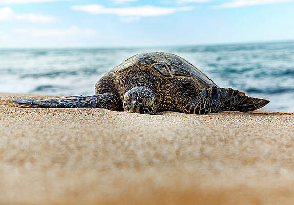 Green Wall Art featuring the photograph Surf Break by Kelley King