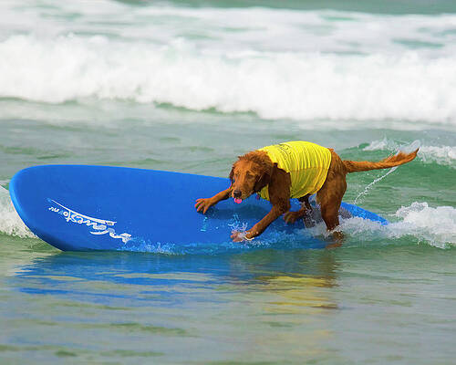 Dog Wall Art featuring the digital art Surf Dog - Riding The Rail by Waterdancer