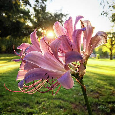 Southern Wall Art featuring the photograph Surprise Lily Sunburst by Greg Lane