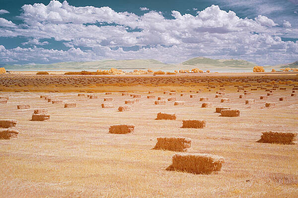 Sky Photograph - Surreal Shades Of Hay by Mike Lee