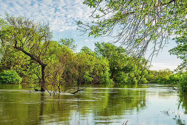 Texas Wall Art featuring the photograph Surrounded, Flood Waters In The Trinity River by Ron Long Ltd Photography