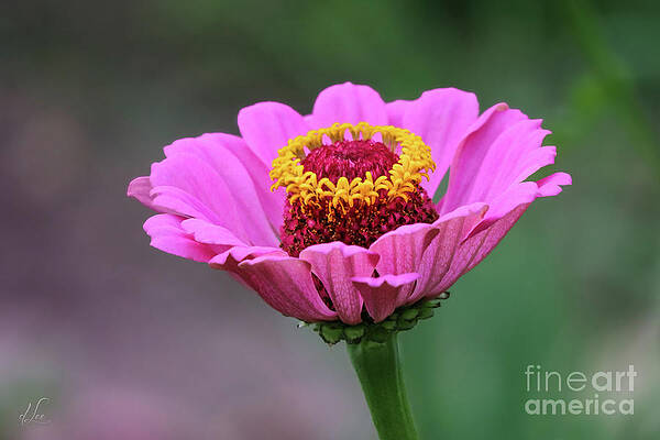 Beautiful Photograph - Surrounded With Love by D Lee