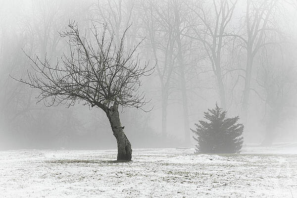 Winter Wall Art featuring the photograph Survivor In The Fog by Dave King