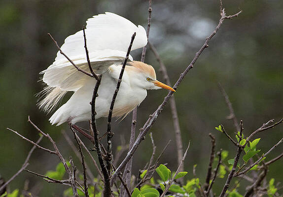 Wall Art featuring the photograph Survivor by Rebecca Herranen