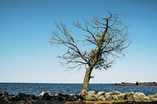 Michigan Photograph - Survivor Tree by Vi Ray