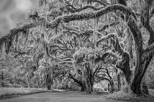 Wall Art featuring the photograph Survivors-Infrared by Maryanne Keeling