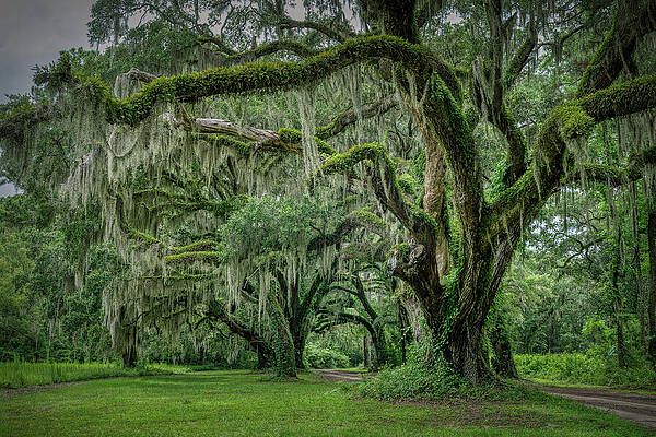 Natural Photograph - Survivors by Maryanne Keeling