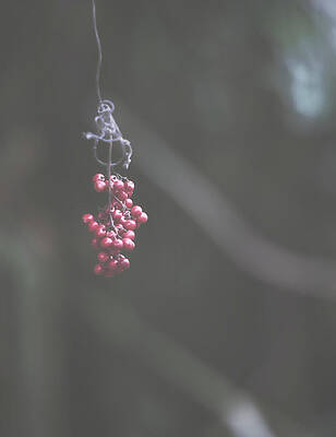 Wall Art featuring the photograph Suspended Animation by Gian Smith