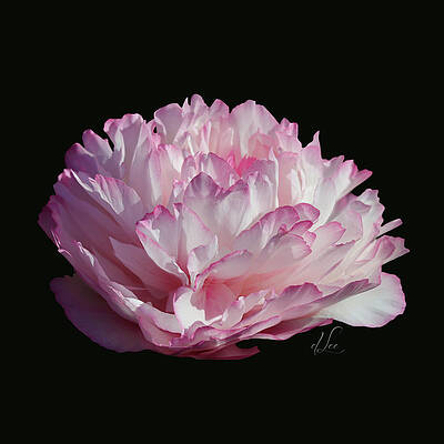 Photograph - Suspended Pink Peony Bloom 2 by D Lee
