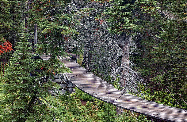 Tree Photograph - Suspension Bridge In Glacier National Park by Bonnie Colgan